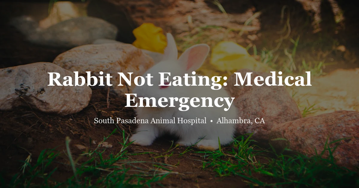 Rabbit next to untouched food — rabbit GI stasis emergency guide