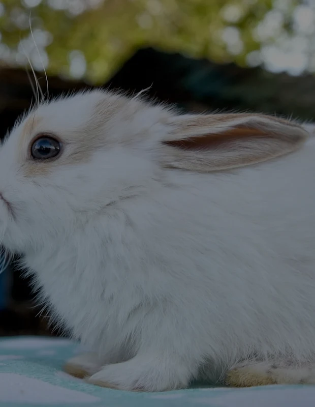 White rabbit — top Exotic Animals article