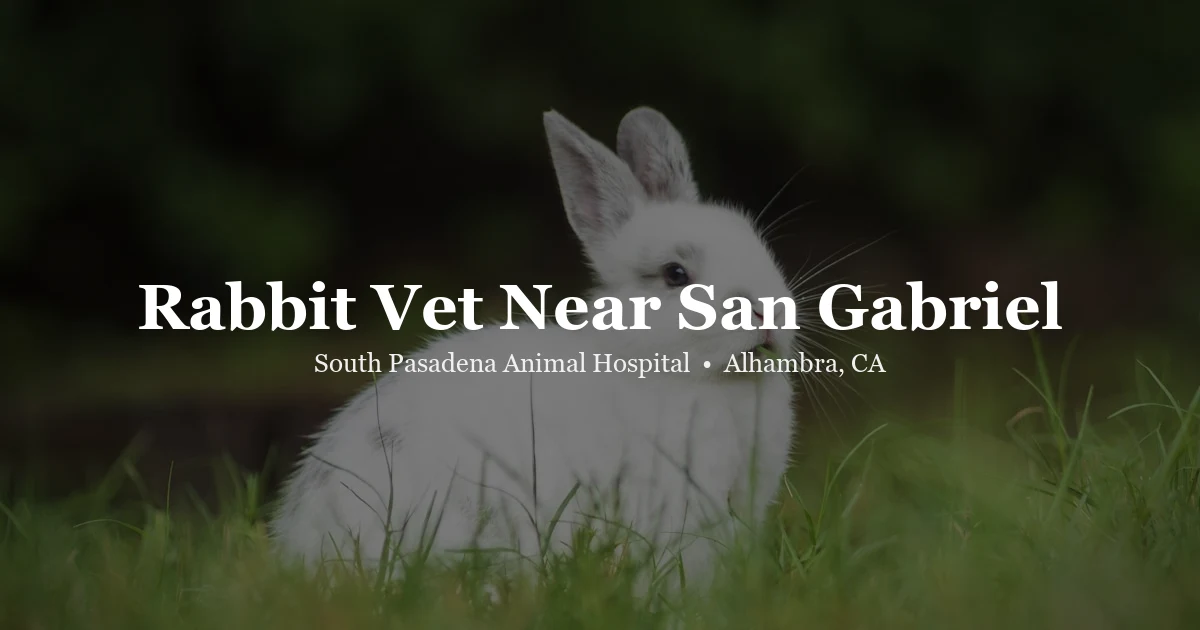 White rabbit — rabbit vet near San Gabriel