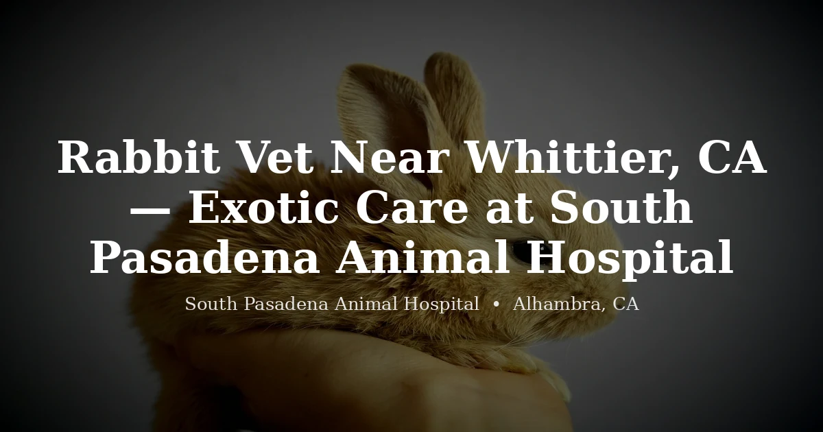 Rabbit at South Pasadena Animal Hospital — rabbit vet serving Whittier CA