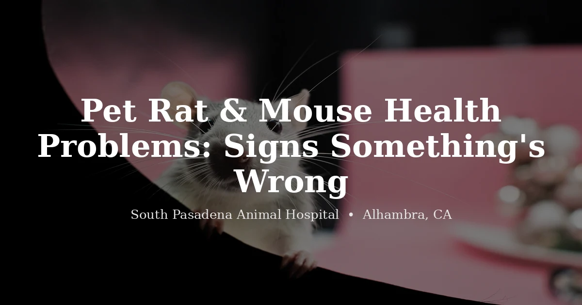 Pet rat at South Pasadena Animal Hospital exotic vet Alhambra