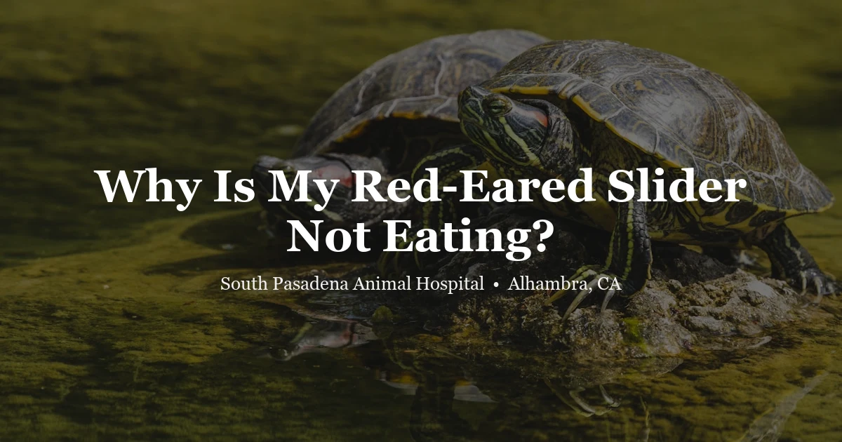 Red-eared slider turtle — reptile vet South Pasadena Animal Hospital