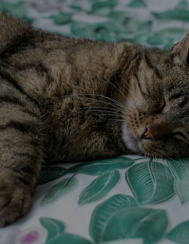 Senior cat resting — top Dog & Cat article