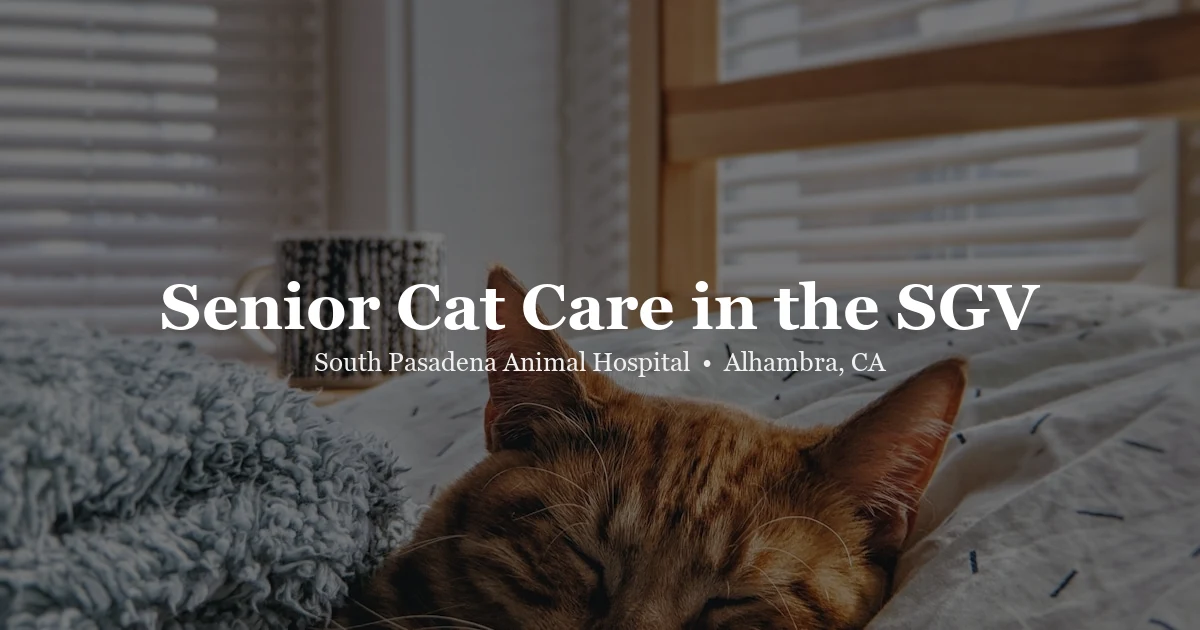 Senior cat resting