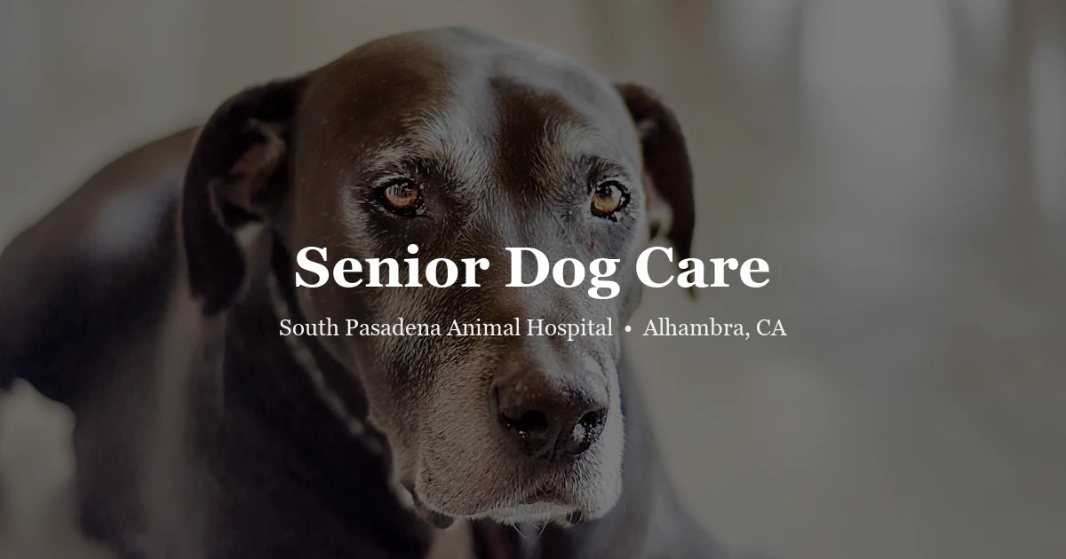 Senior dog care at SPAH Alhambra