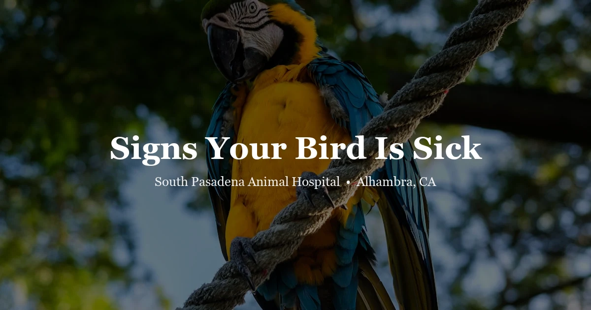 Signs your bird is sick at SPAH Alhambra