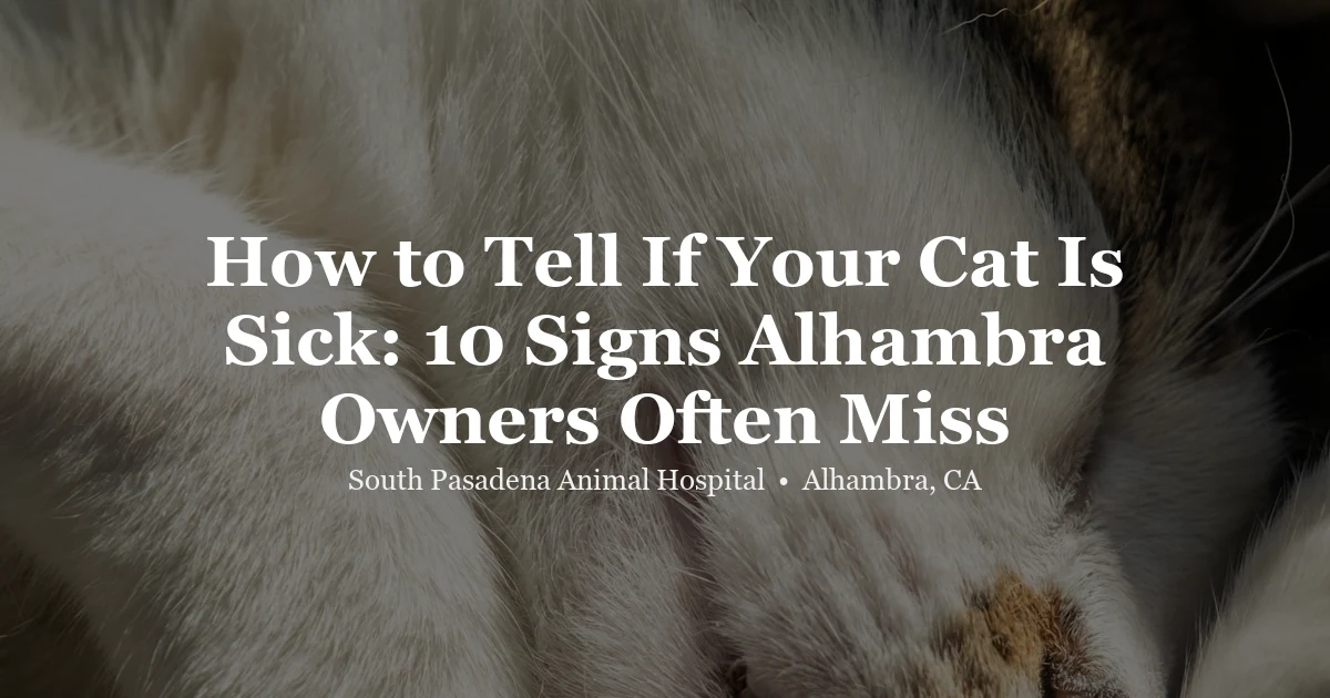 Signs your cat is sick at SPAH Alhambra