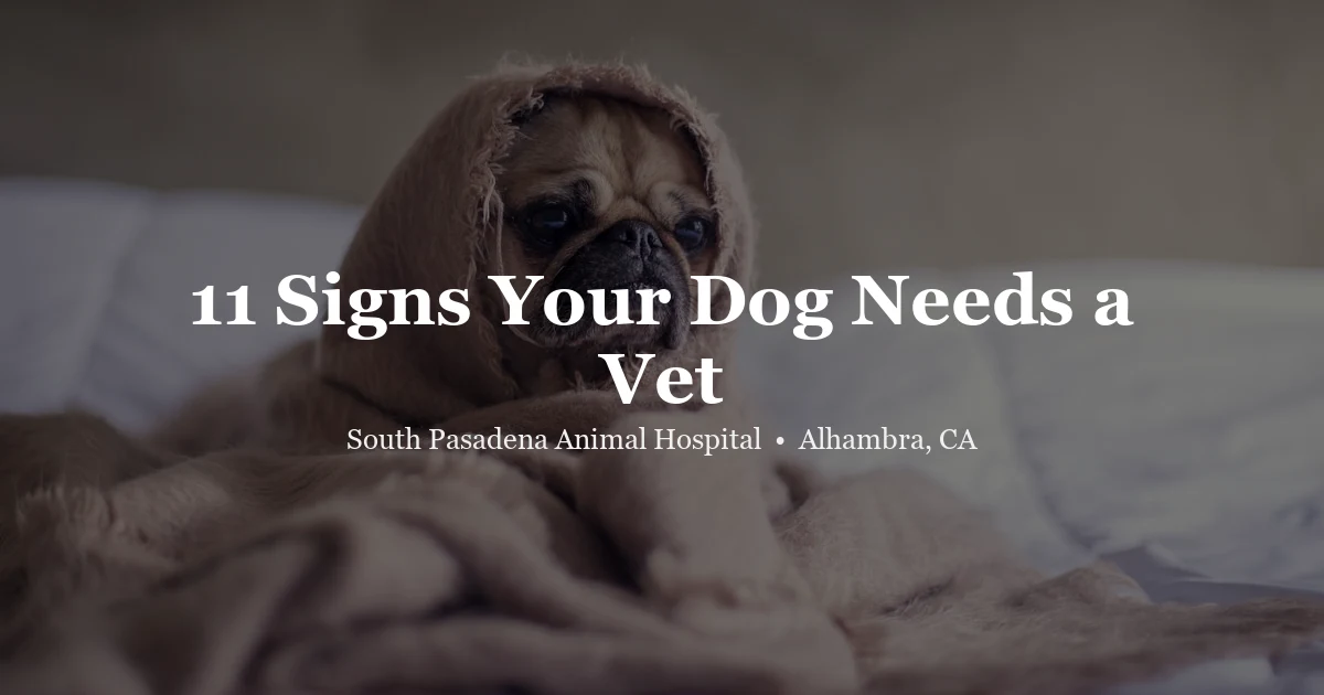 11 signs your dog needs a vet — SPAH Alhambra