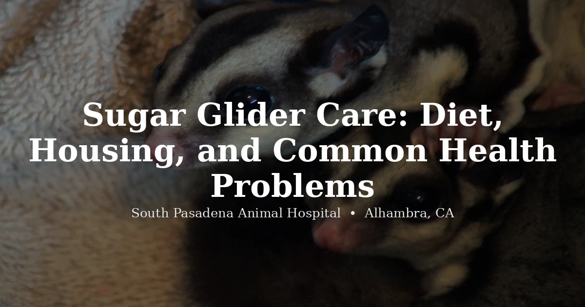 Sugar glider exotic pet — care and health guide