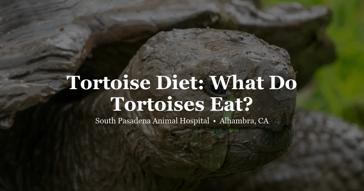 Tortoise eating greens — tortoise diet guide Alhambra