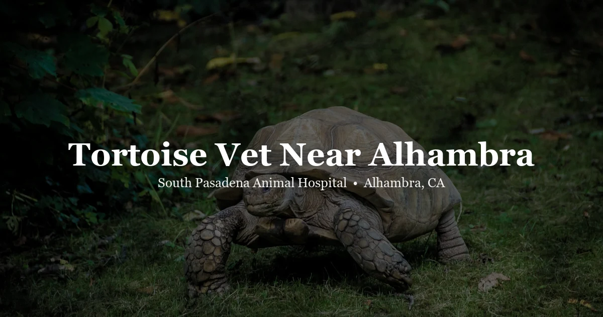 Tortoise — tortoise and turtle vet in Alhambra at South Pasadena Animal Hospital San Gabriel Valley