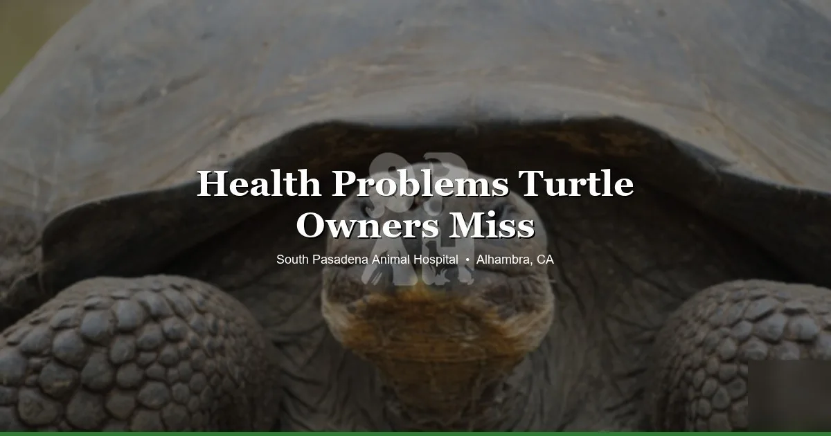 Pet turtle health — reptile vet at SPAH Alhambra