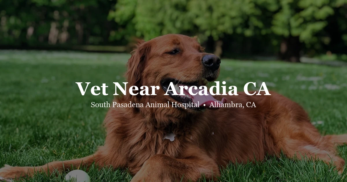 Golden retriever — vet near Arcadia CA