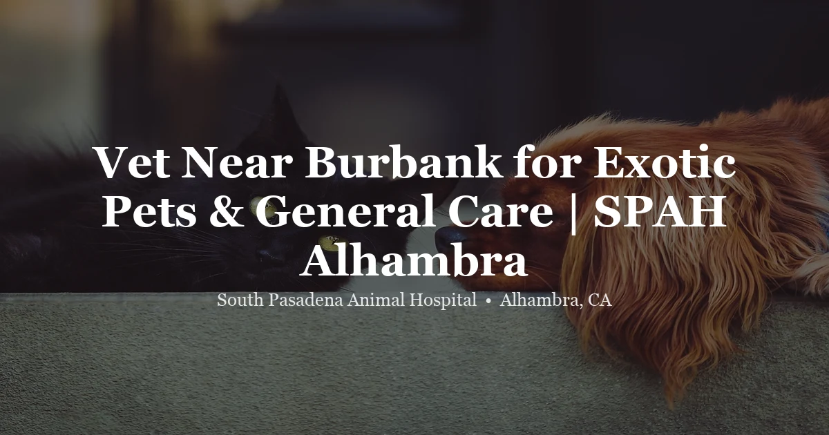 Veterinarian examining a pet — SPAH serves Burbank area exotic pet owners