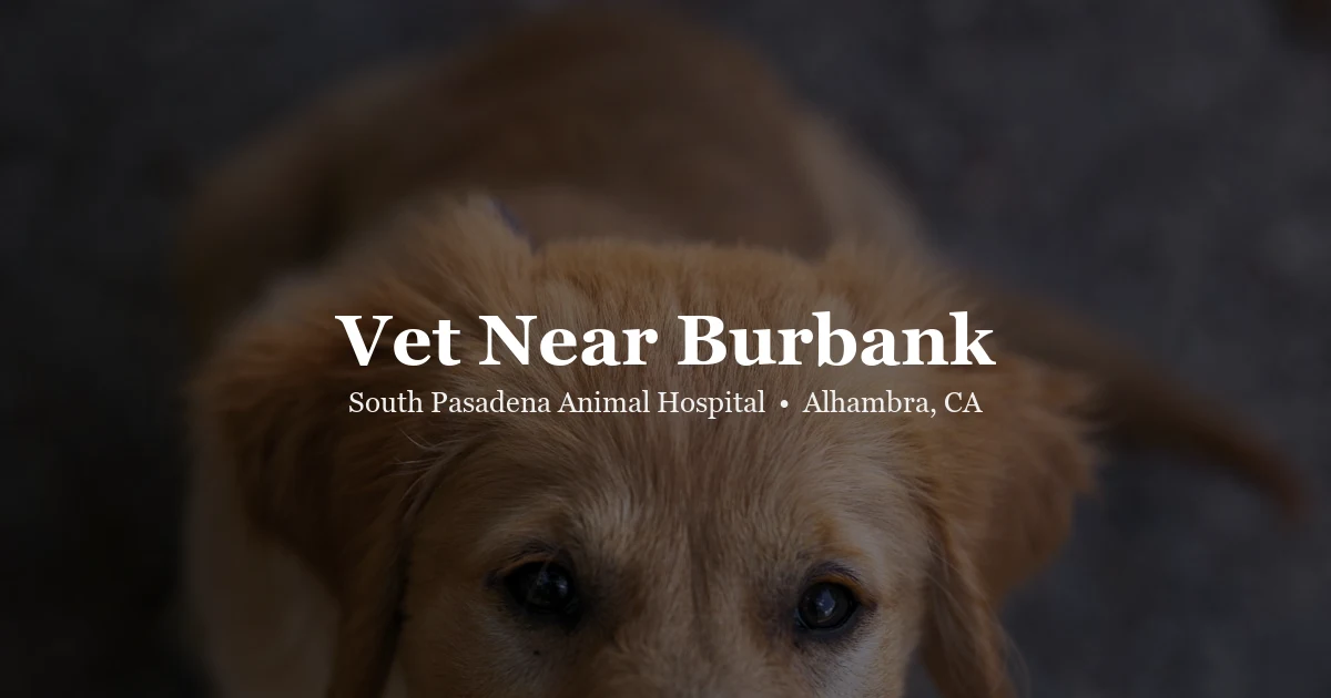 Veterinarian examining a pet — SPAH serves Burbank area exotic pet owners