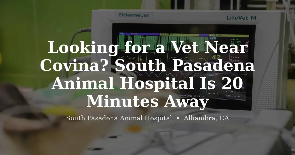 Veterinarian with dog and cat at South Pasadena Animal Hospital serving Covina