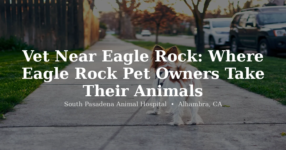 French bulldog outdoors — finding a vet near Eagle Rock at South Pasadena Animal Hospital Alhambra
