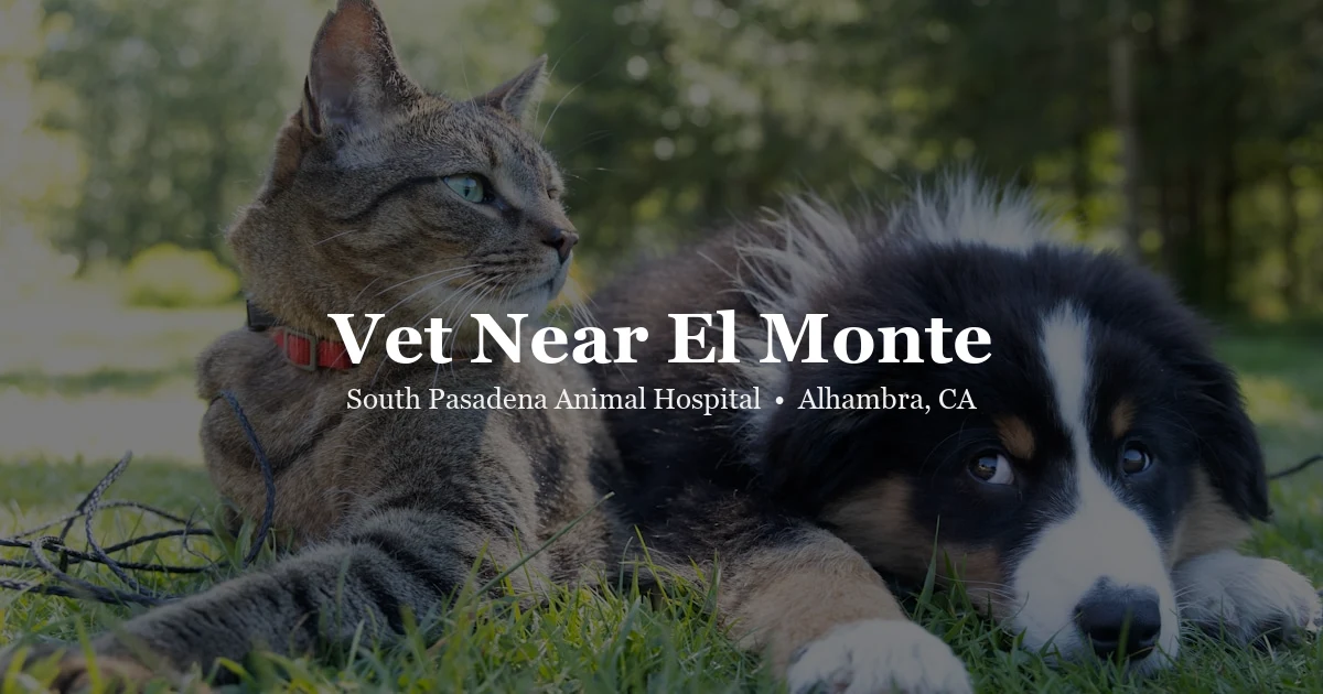 Cat looking out window — vet near El Monte