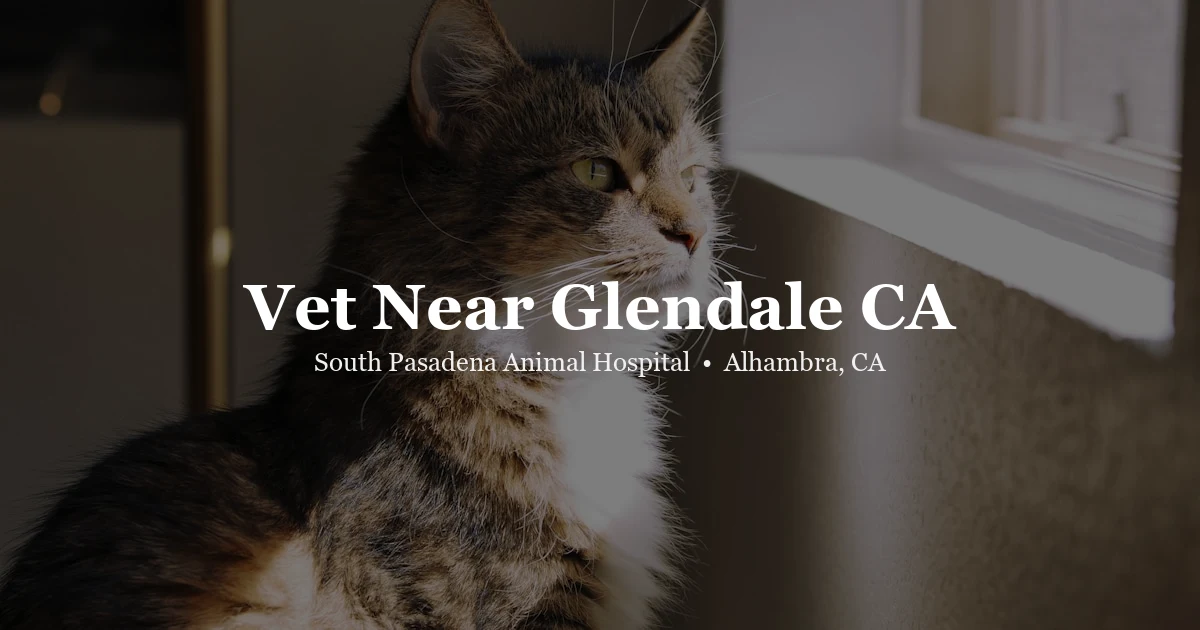 Dog walking — vet near Glendale CA