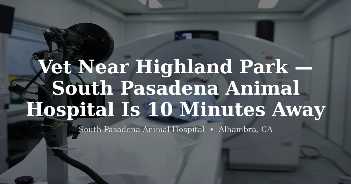 Veterinarian examining a cat at South Pasadena Animal Hospital serving Highland Park
