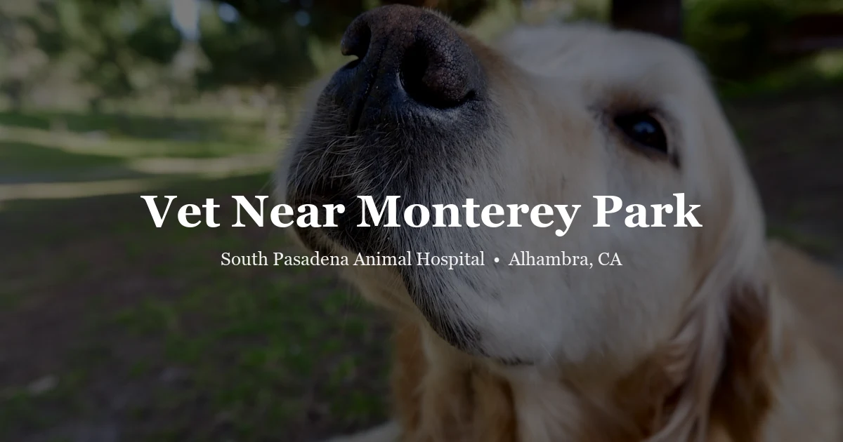 Golden retriever — vet near Monterey Park