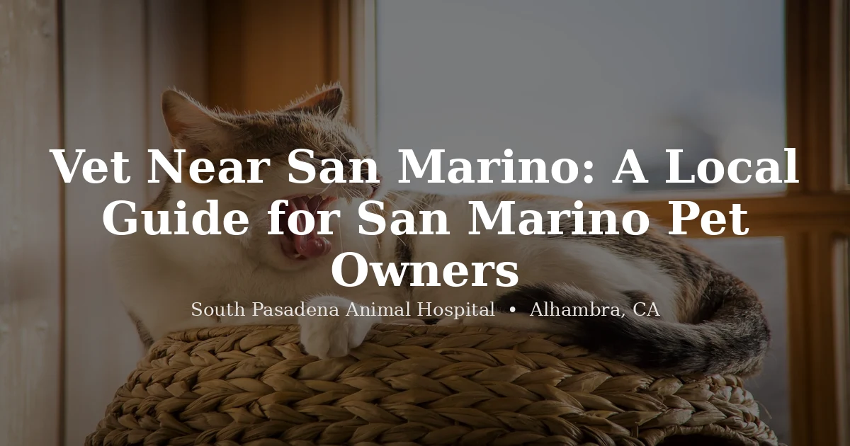 Cat resting on a windowsill — finding a vet near San Marino at South Pasadena Animal Hospital Alhambra