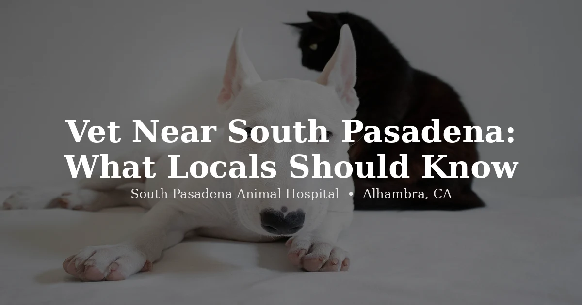 Dog and cat together — finding a vet near South Pasadena at South Pasadena Animal Hospital Alhambra