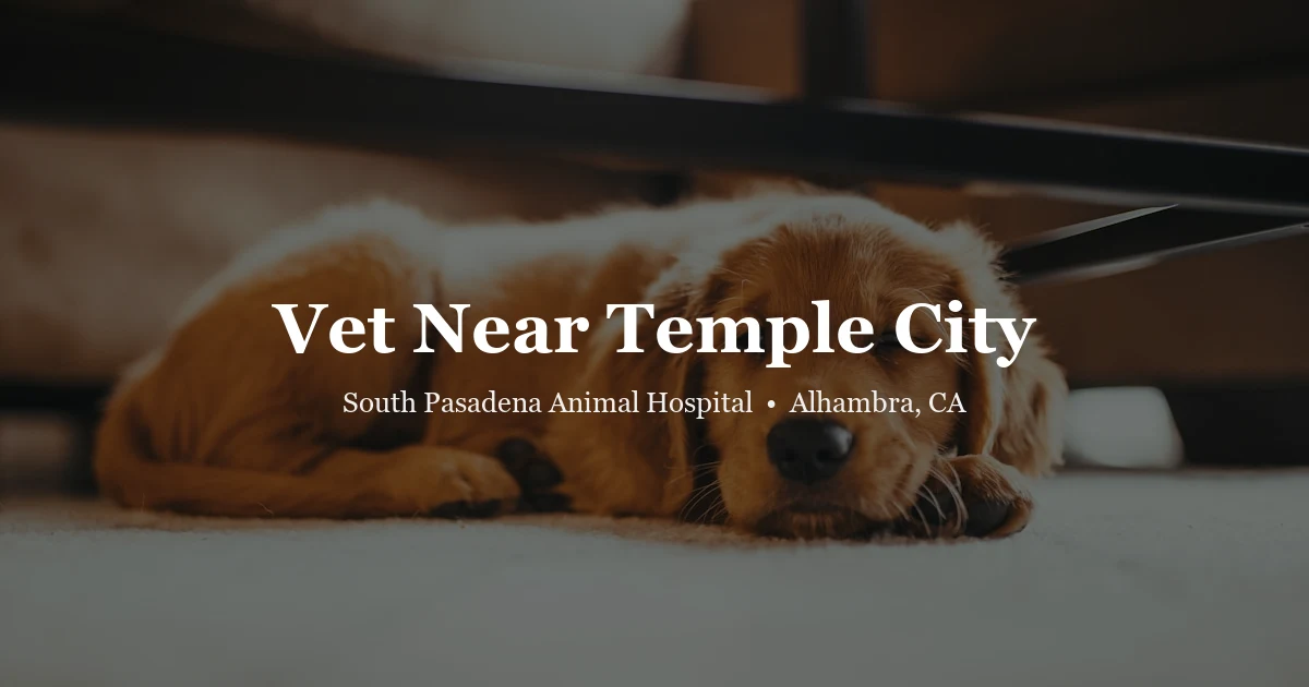 Golden retriever — vet near Temple City