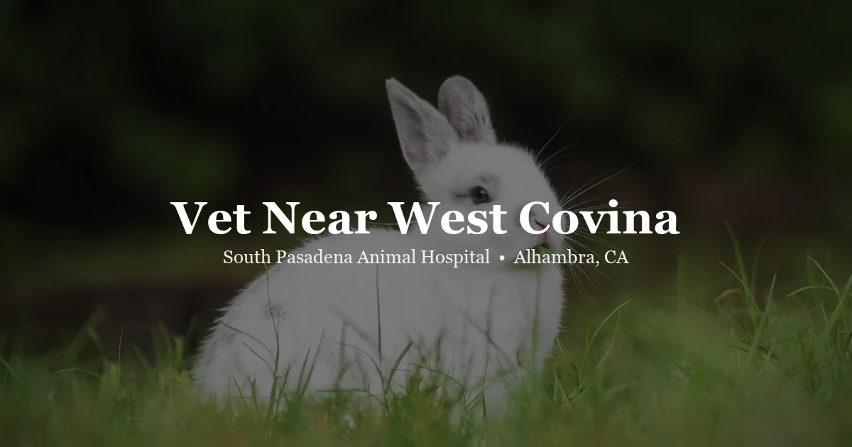 Veterinarian with rabbit — SPAH serves West Covina area exotic pet owners