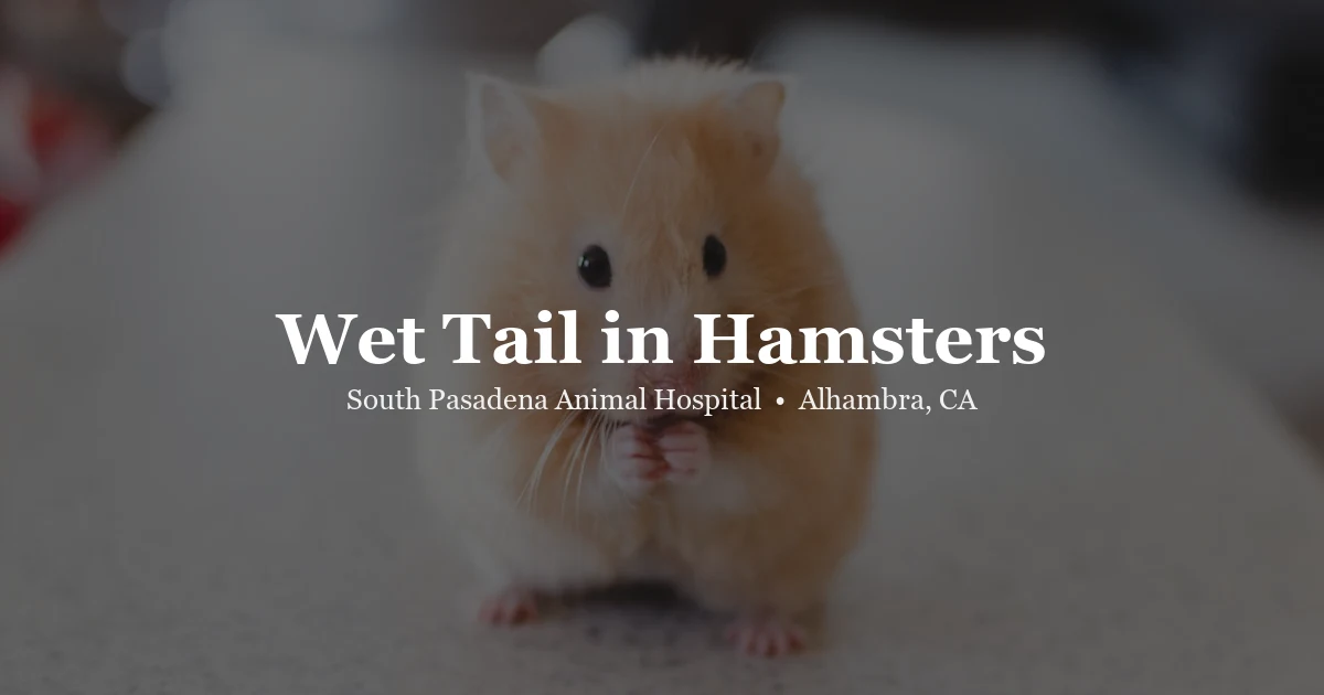 Wet tail in hamsters — exotic vet at SPAH Alhambra