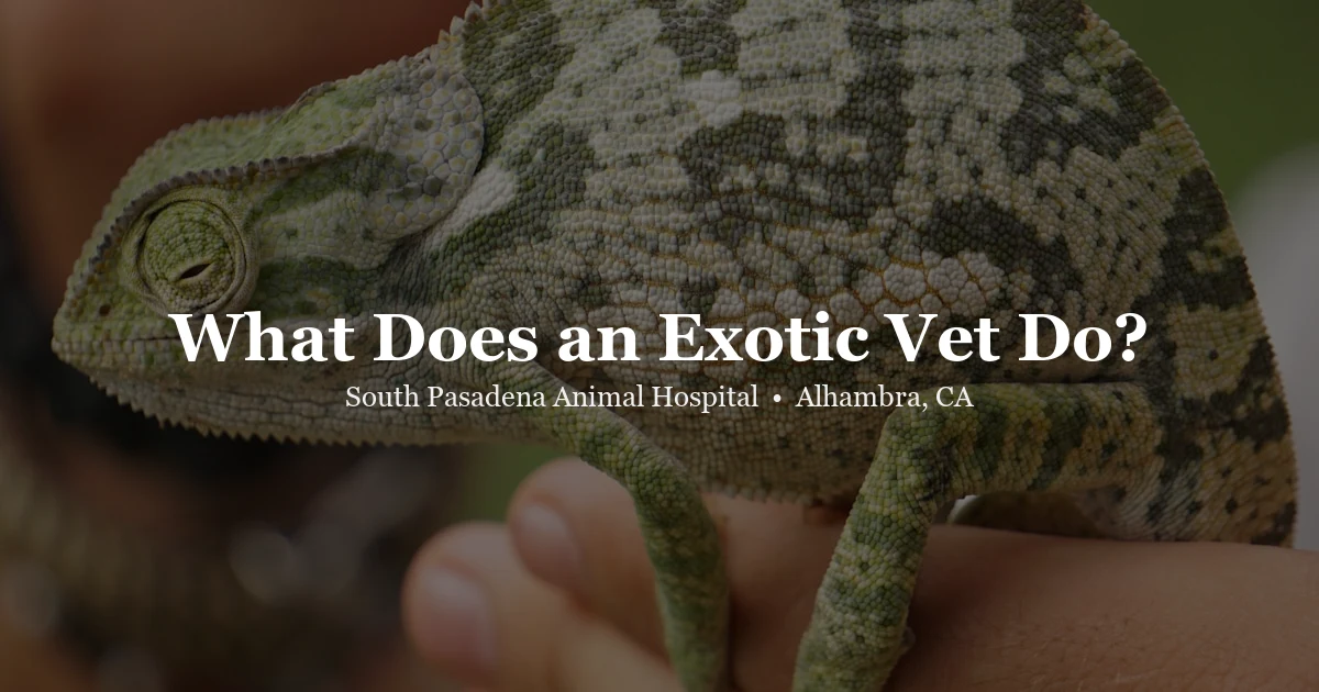 Exotic vet examining a small animal — South Pasadena Animal Hospital