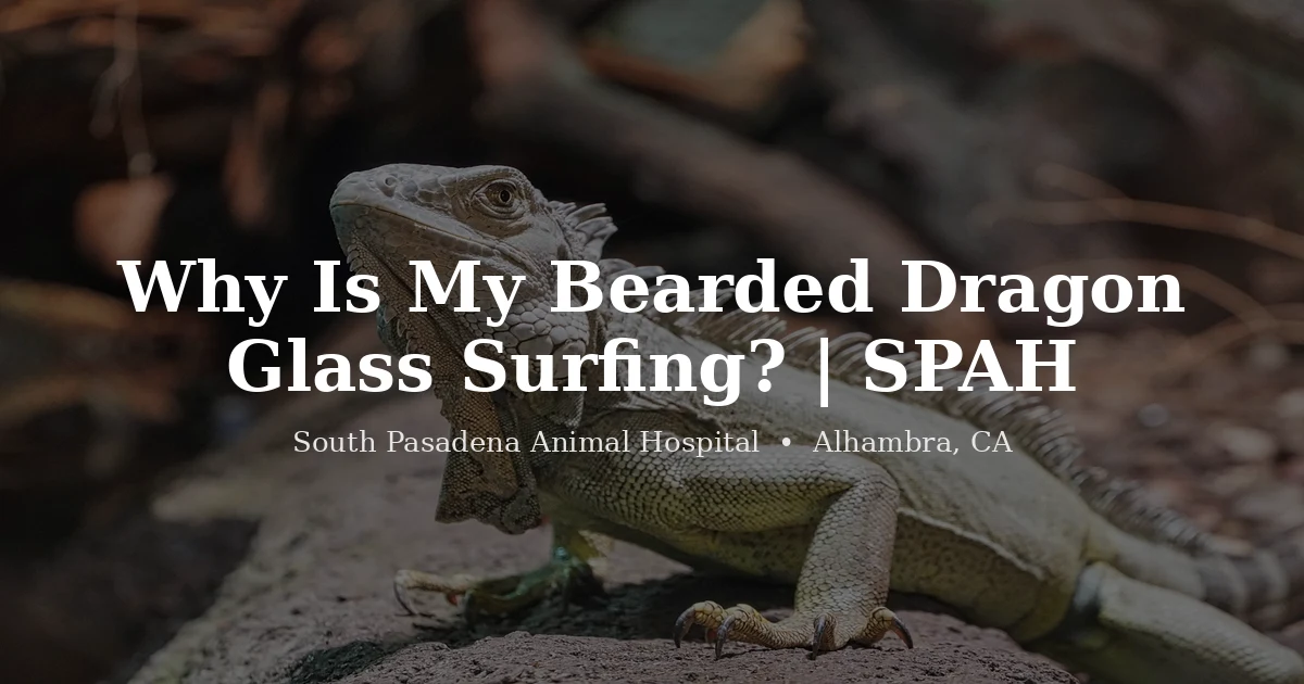 Bearded dragon by the glass, glass surfing causes and fixes, from South Pasadena Animal Hospital in Alhambra
