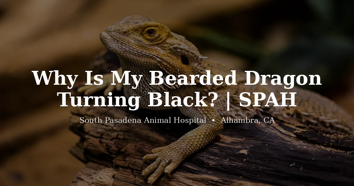 Bearded dragon with a darkened beard, what turning black means, from South Pasadena Animal Hospital in Alhambra