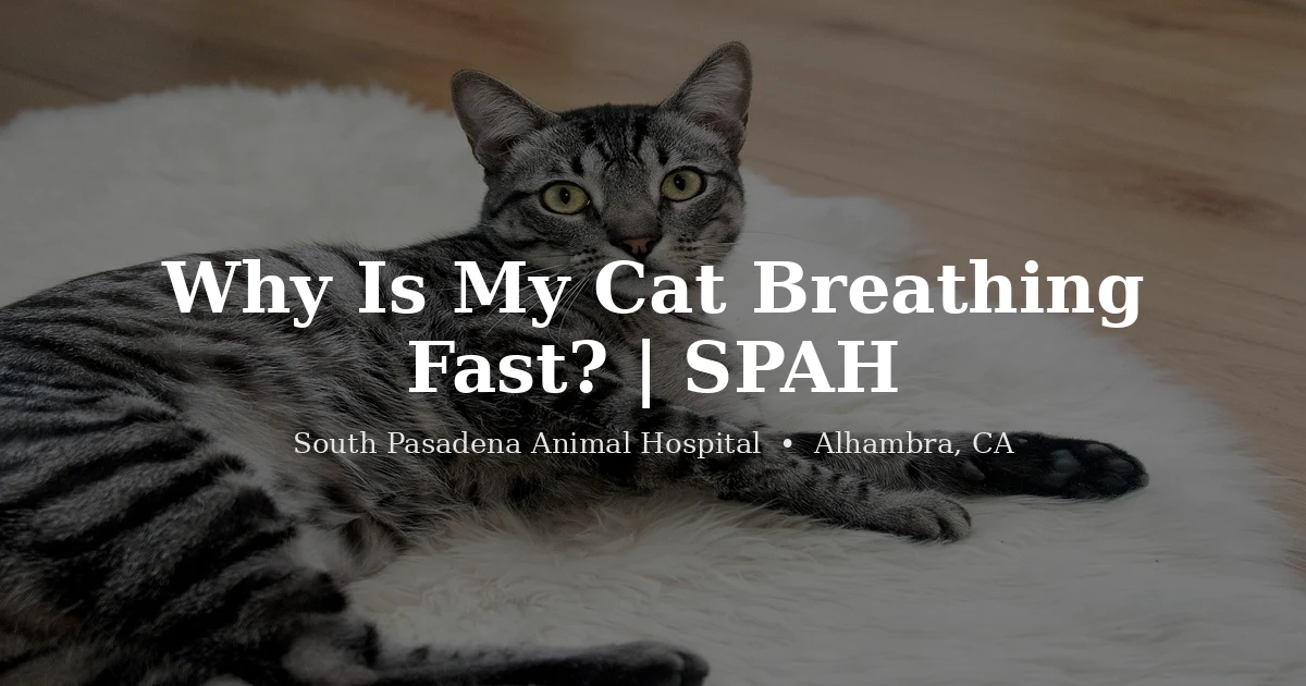 Cat resting, what fast breathing means, from South Pasadena Animal Hospital in Alhambra