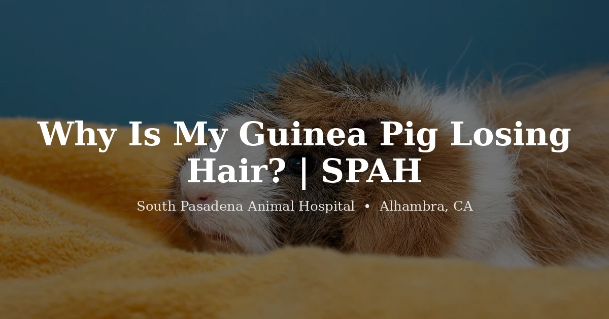 Guinea pig closeup, what hair loss means, from South Pasadena Animal Hospital in Alhambra