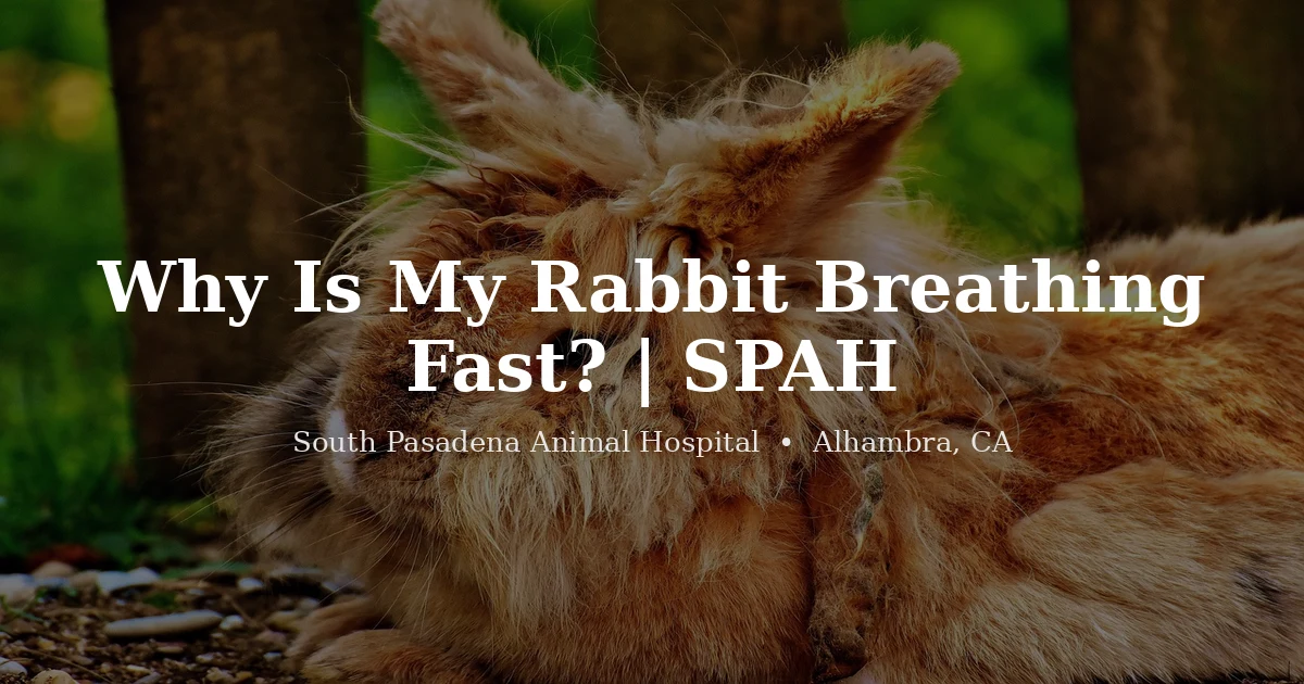 Rabbit resting, what fast breathing means, from South Pasadena Animal Hospital in Alhambra