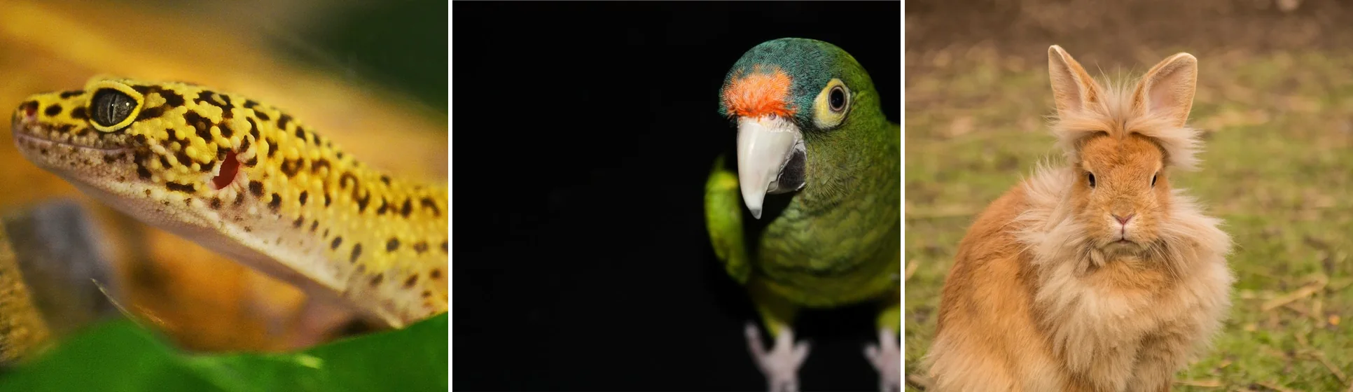Exotic pets seen at South Pasadena Animal Hospital in Alhambra — a leopard gecko, a green parrot, and a lionhead rabbit